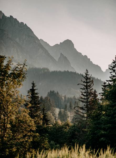 Sommer im Salzburger Land - Berglandschaft mit Tannen